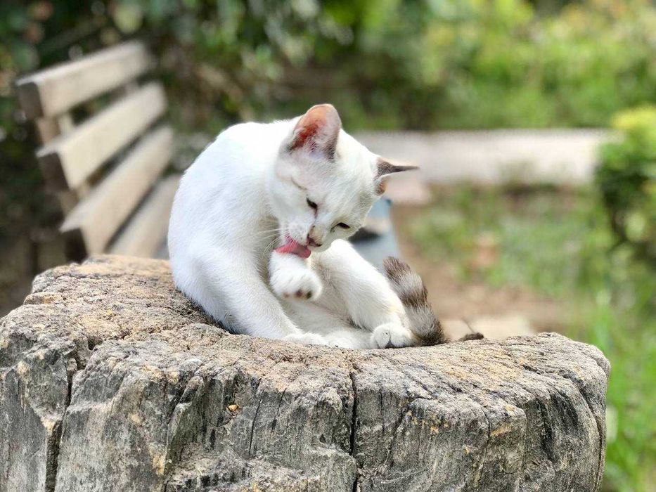 Последнии котята из помета