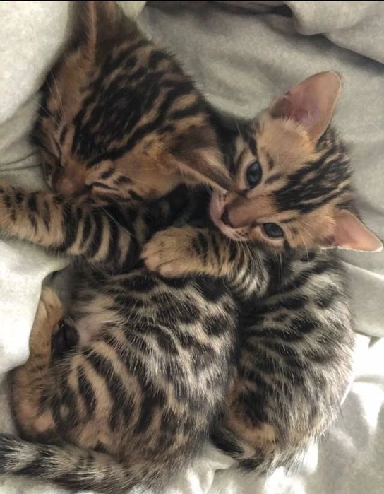 Шикарные бенгальские котятата