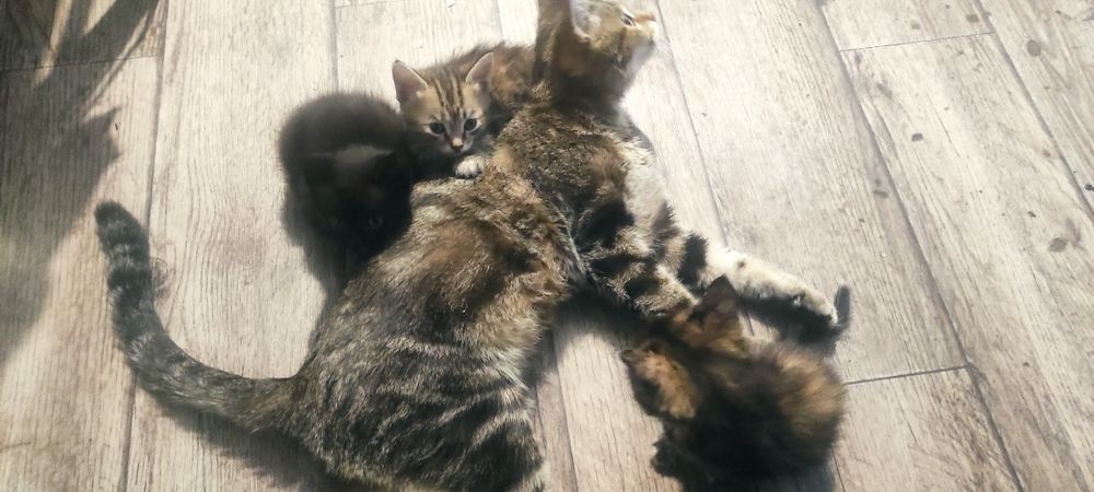 Дарю милых котят