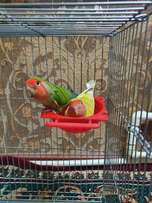 Неразлучники продаётся вся семейка