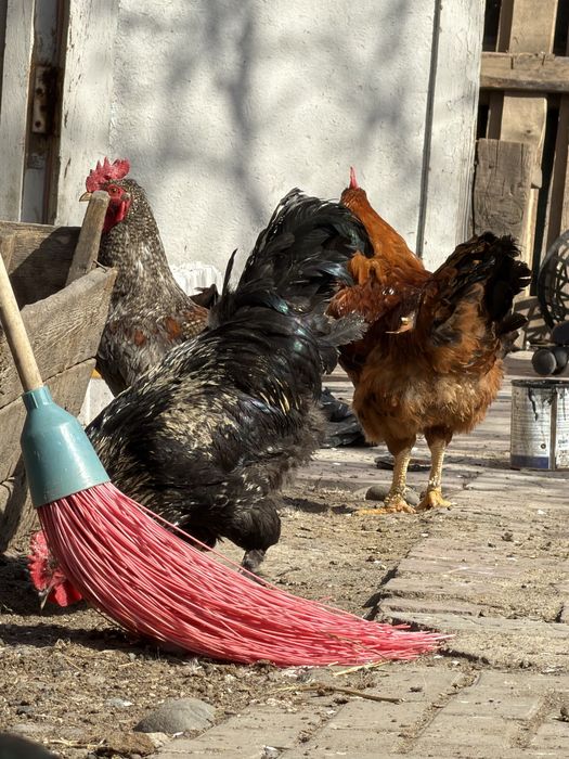 Продам петушков молодые