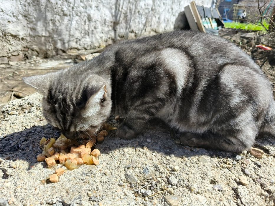 Патирялся Котик или кошка