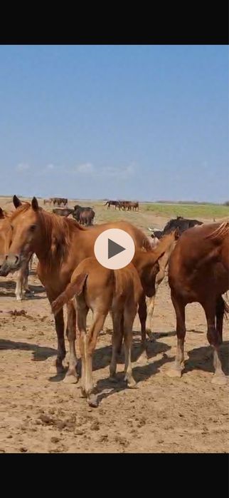 Құлынды Бие, бие с құлынам