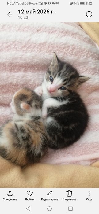 Котенца  - Подарявам Шепичка Любов