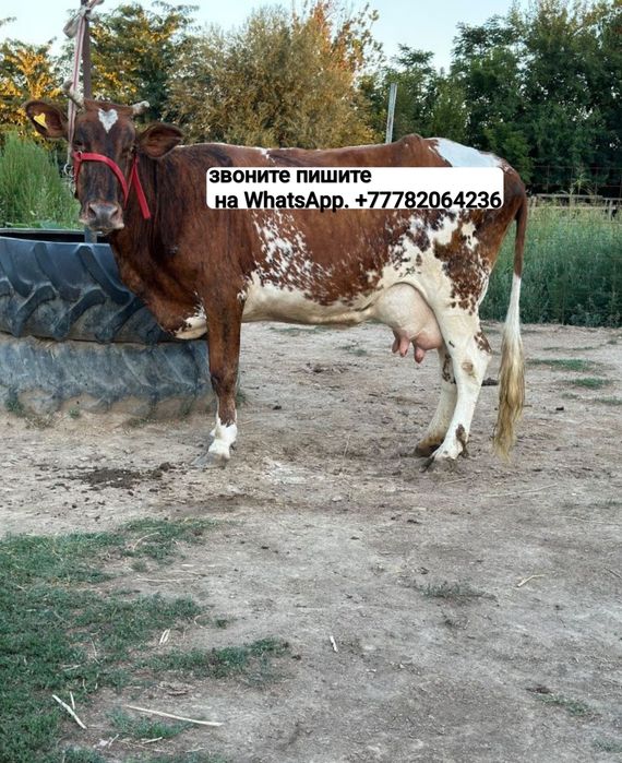 Екі бас сауын сиыр..k