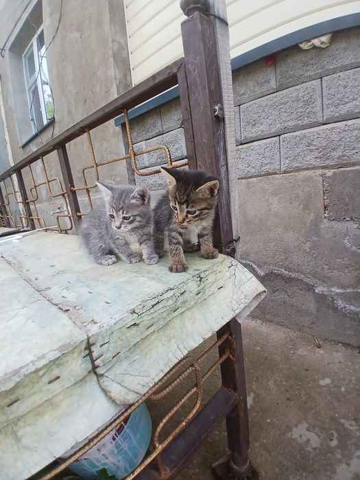 Котейки два месеца