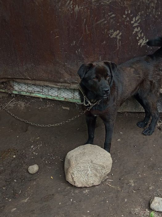 Отдам собаку в хорошие руки.