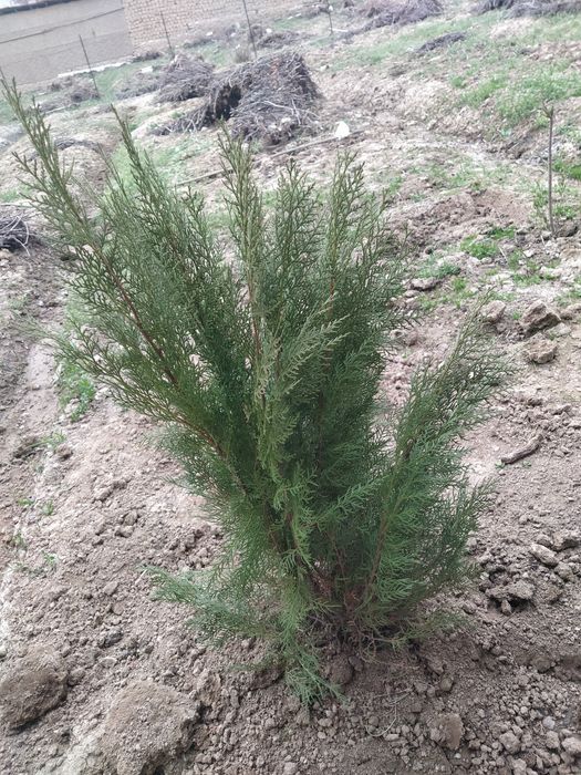 Archa, past boʻyli kichik hajmli gʻarb tuyasi