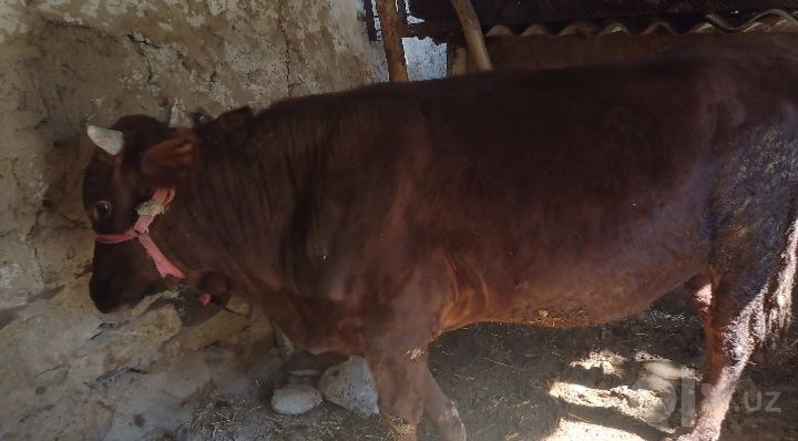Yaxshi boqilgan, baquvvat buqa sotiladi.
Go‘shtga va boqishga mos.
