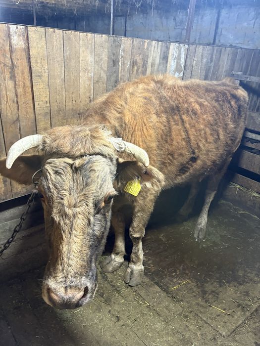 Семіз сиыр сатылады