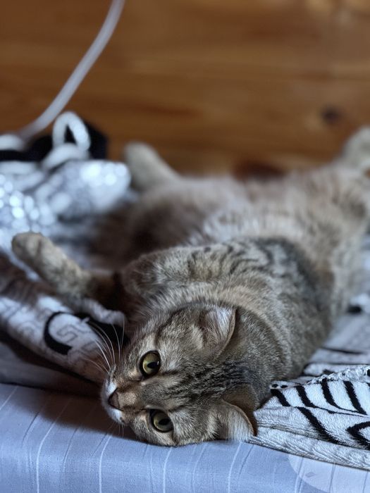 Кошка, шталандская скоттишфолд