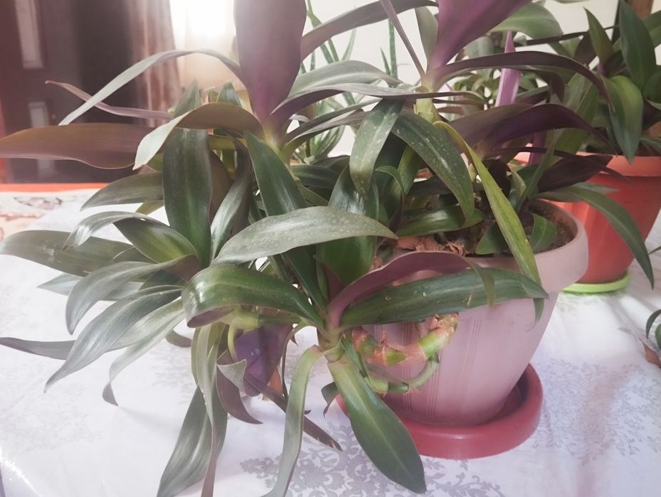 Комнатные цветы/Үй гүлдері