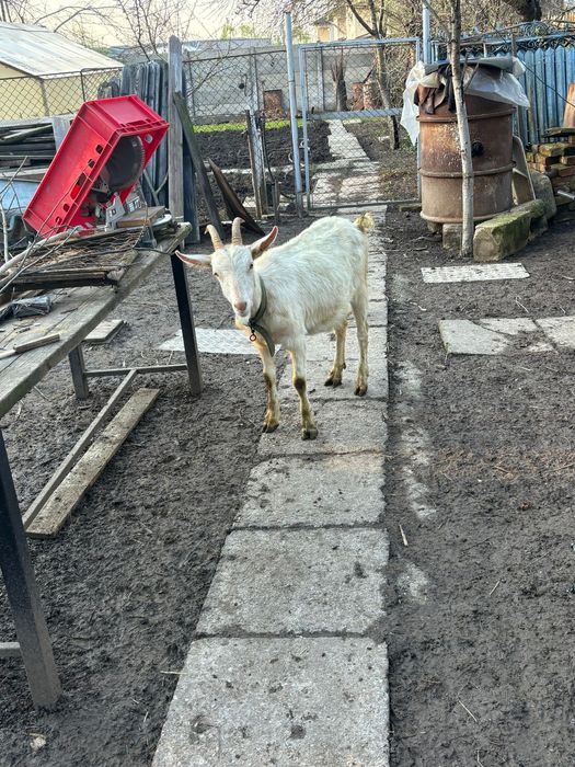 Capra sannen de vanzare