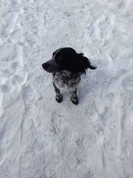 Продам щенка спаниеля