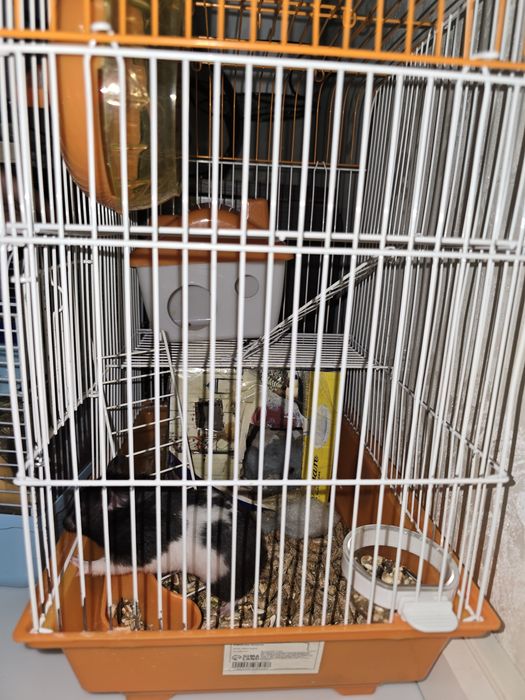 Хомяк сирийский с клеткой