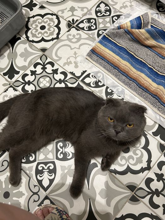 Ищу дом шотландскому коту