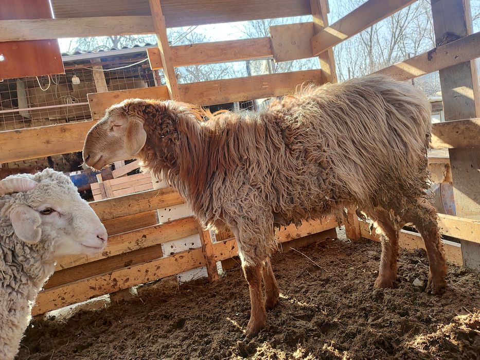 Баран 14месяцев.