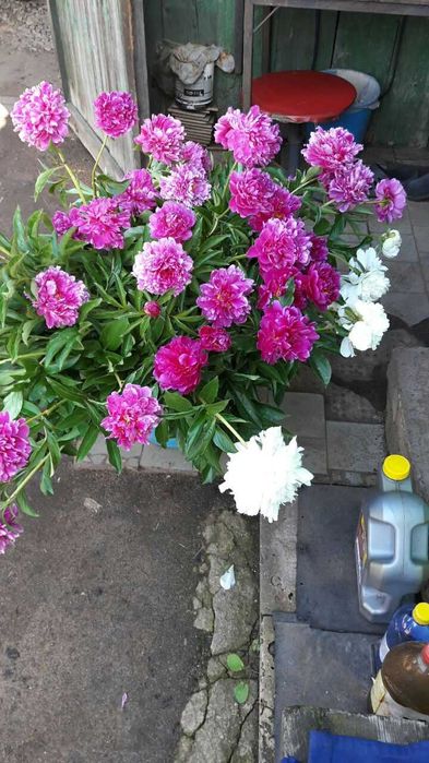 Пионы.Букет.Цветы.