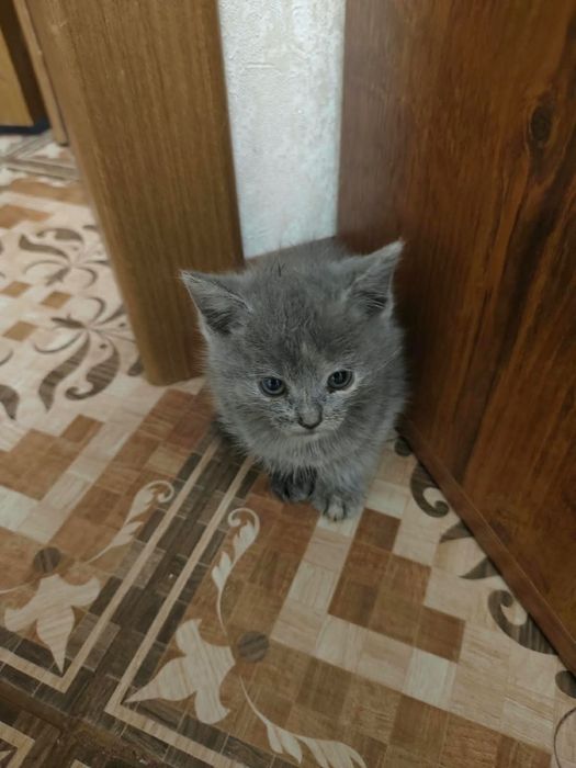 Котёнок 1 месяц и 2 недели. Шустрый игривый и активный
