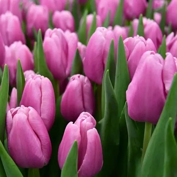 Тюльпаны оптом местные