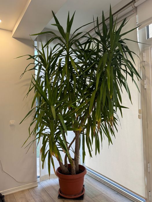 Голяма Юка в саксия – идеална за дом, офис или градина около 3 метра