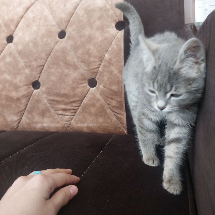 Mushuk kafolati bilan 1.5oylik