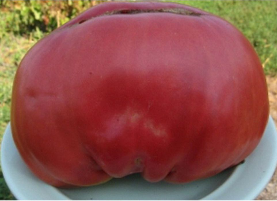 Томат Юсуповский розовый семена