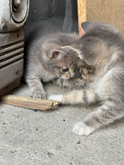 Отдам котят, все девочки