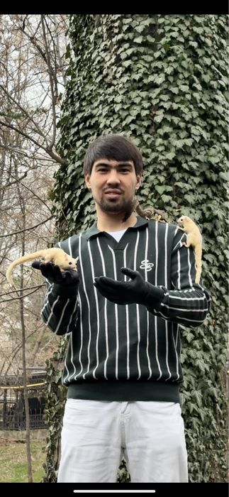 Белка летяга .- . сахарный - посум.