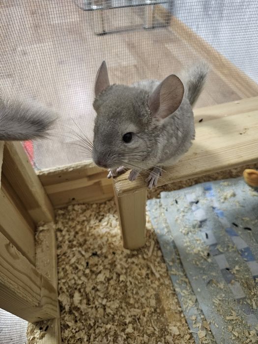 Шиншилла с клеткой !