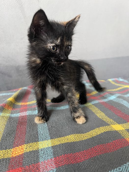 Котята бесплатно