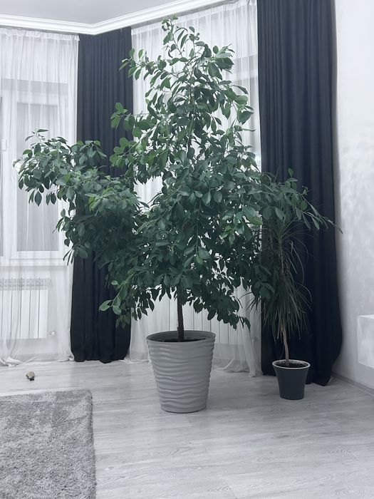 Продаю комнатные растения (Фикусы)