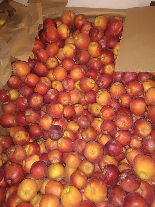 Продам яблоки трёх сортов