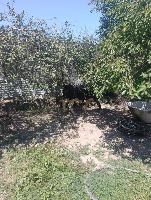 Продаются бычки.