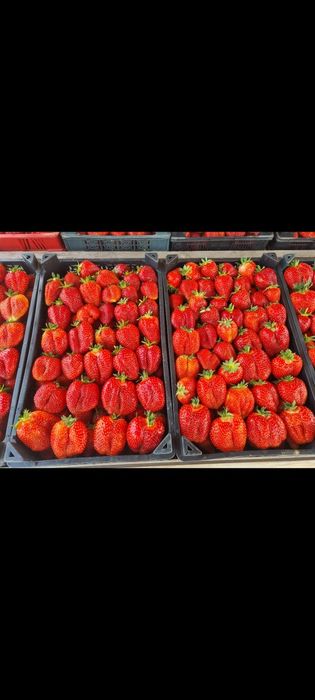 Разсад ягоди - алба , априка , клери