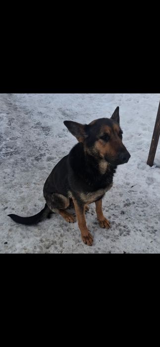 Срочно  добрым ответственным людям!