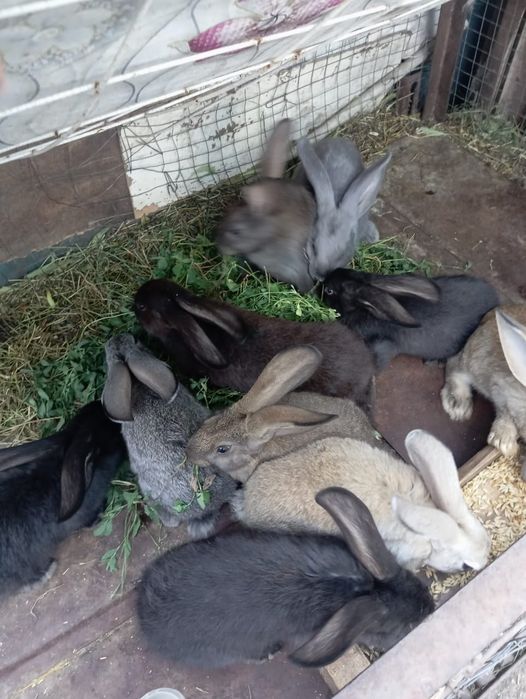 Продам кроликов 1,5 месяца