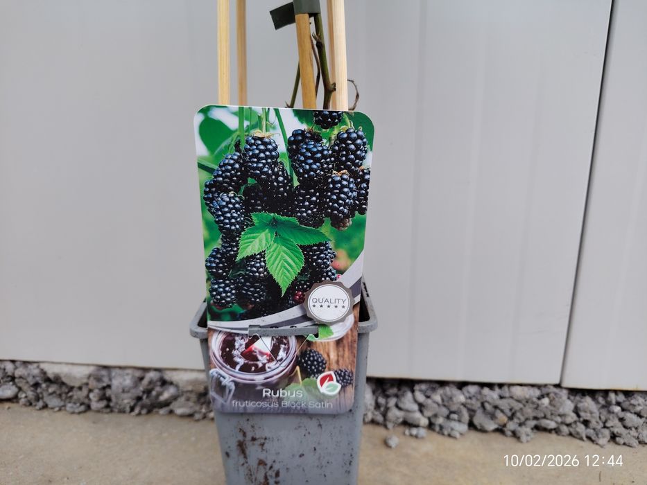 Малина , Къпина, Нар  Смокиня сортове