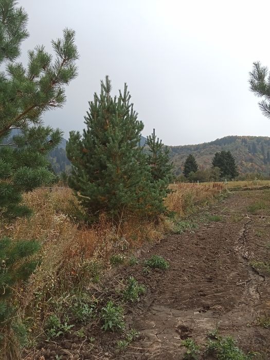 Сосны крымские обычные