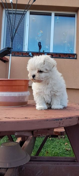 Catel bichon maltese miny