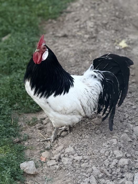 Lakenfeldrlar sotiladi