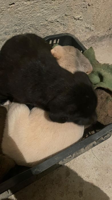 Черный щенок. Қара күшік