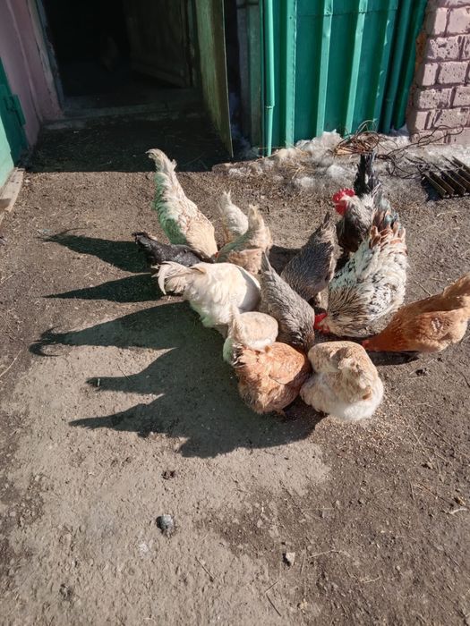 Куры брама продаю.
