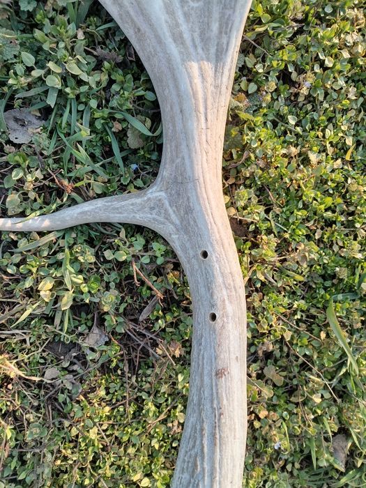 Стари рогa от  елен лопатар,лос и карибу.Трофей.