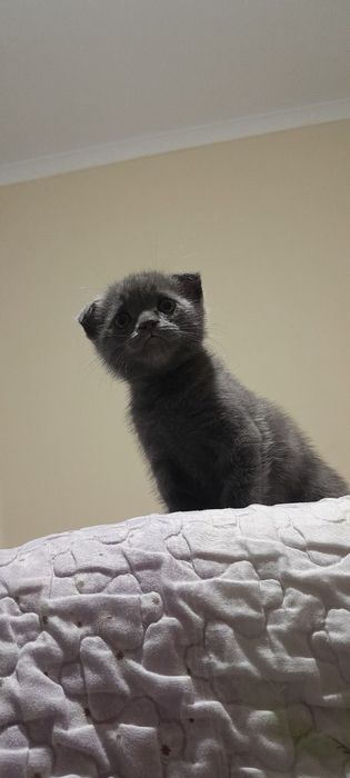 Продаётся котята ждут своих добрых хозяев