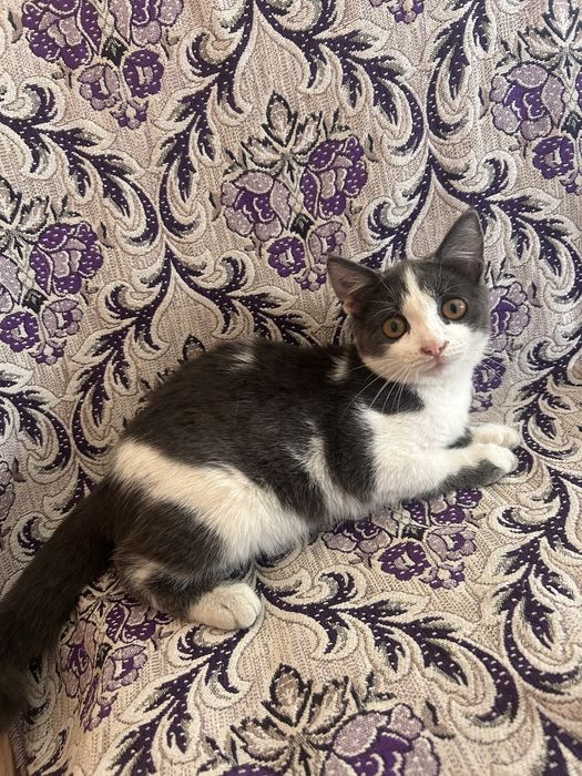 Отдам милого котёнка
