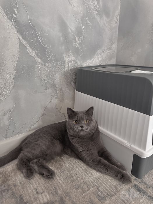 Кот на Вязку Британец