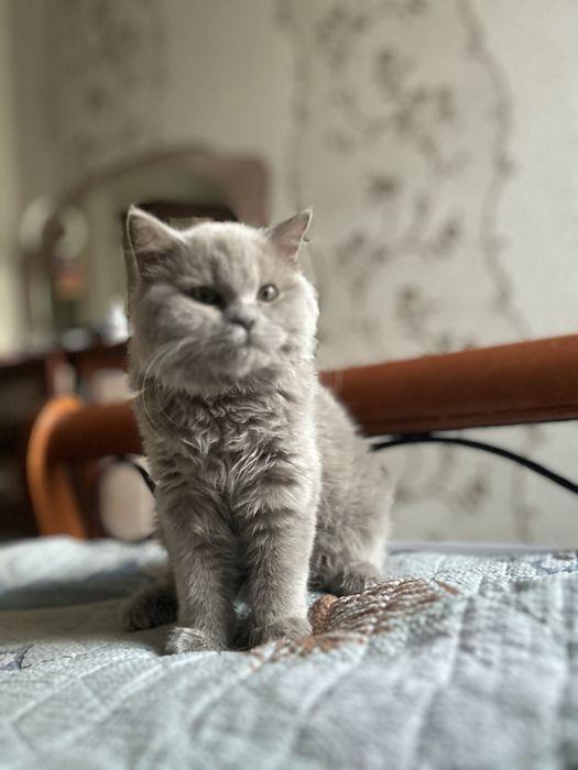 Кошка британский длинношерстный