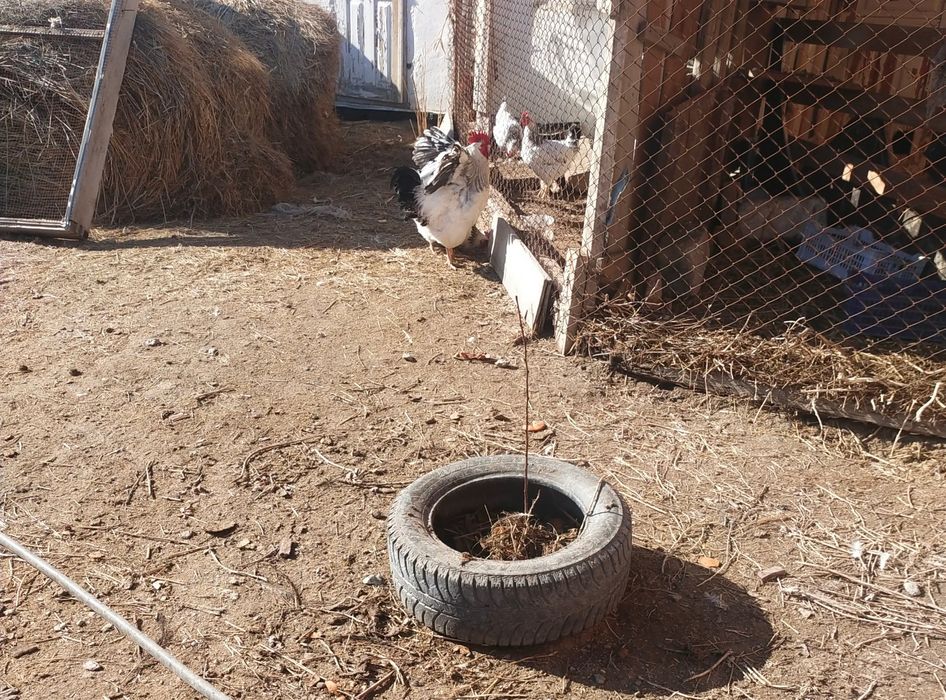 Әтештер сатылады  Адлер ақ-сұры 10 айлықтар