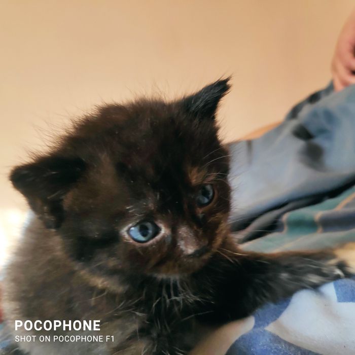 Скотиш фолд Шотландский продам